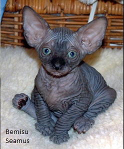 sphynx cats for rehoming